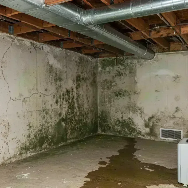 Professional Mold Removal in Morgantown, KY